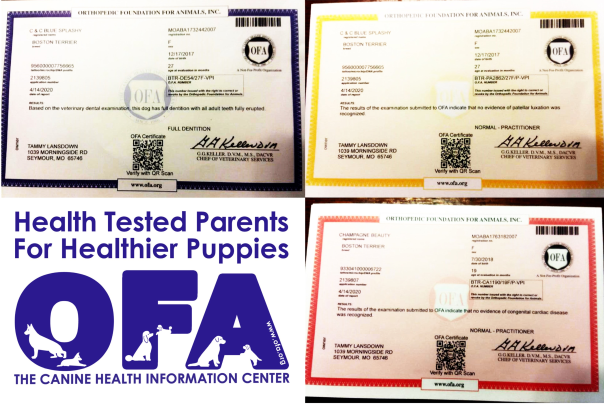 news, article, tammy, lansdown, ofa, certificates, dog, breeder, seymour, mo, tammy-lansdown, dog-breeder, kennel, usda, pa, pennsylvania, puppy, mill, puppymill, mpba, inspected, inspection, report, 
